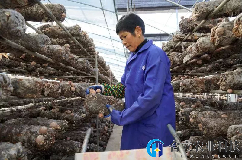 湖北省随县：智能化种植助推香菇产业发展
