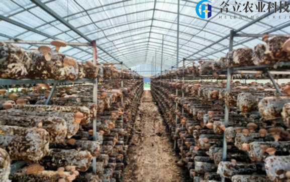 甘肃康乐：农业示范基地占据夏季香菇市场空白