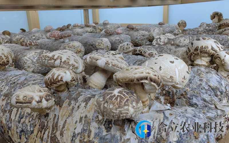 湖北随州：预计到2025年，香菇产业年产值突破500亿元