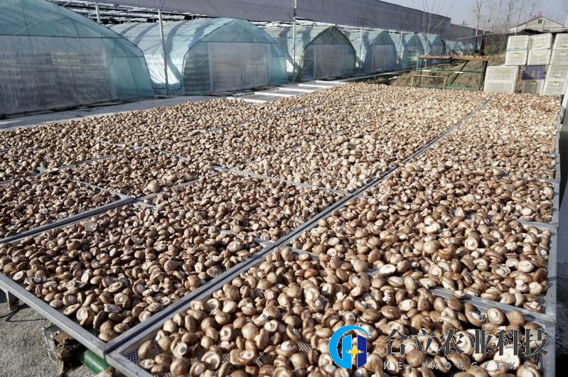 湖北省随县洪山镇寺山居委会：智能化种植为香菇产业撑起“致富伞”