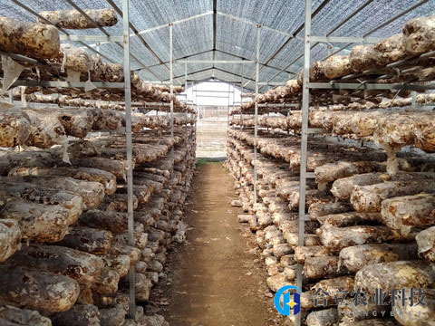 下雨过后，能否给香菇大棚“通通风”？