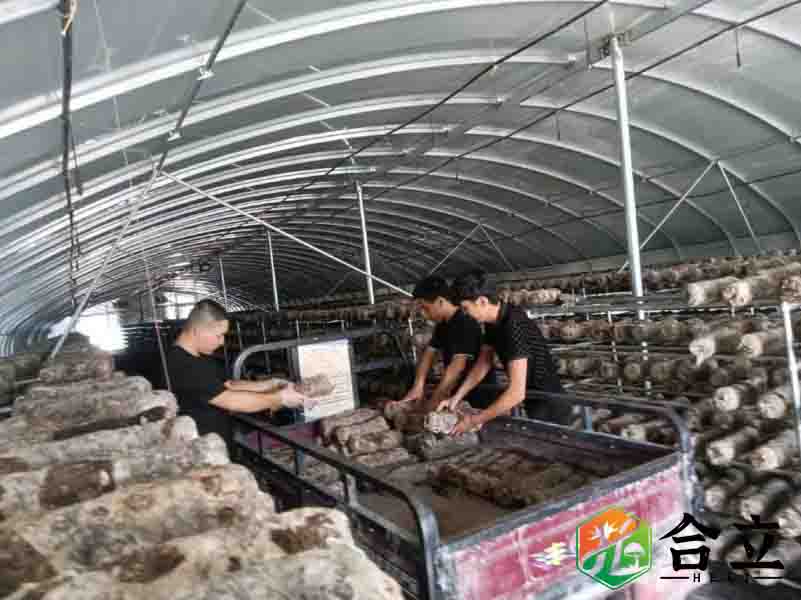 新疆库尔勒废枝条种食用菌，形成完整生态循环系统