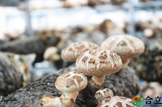 湖北省：食用菌产业带动经济增长