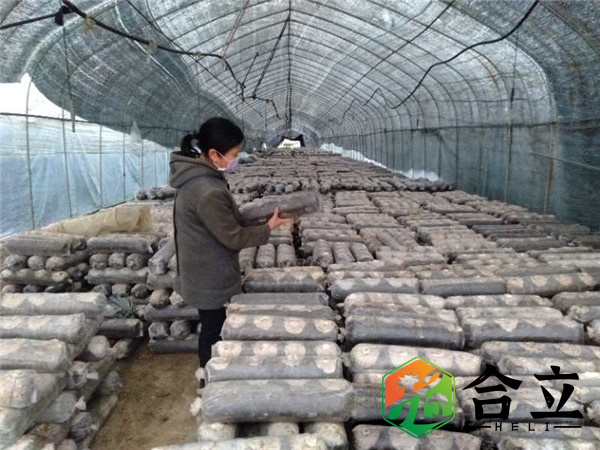 袋料香菇，大中小袋模式究竟哪个好？