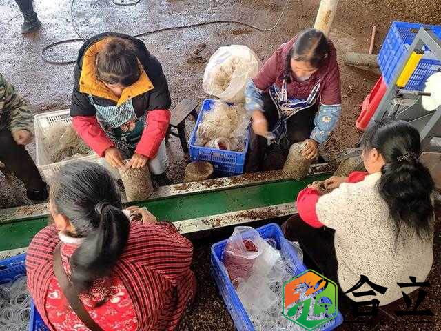 贵州赫章县 结构乡今年计划产食用菌800余万棒，创收破亿元